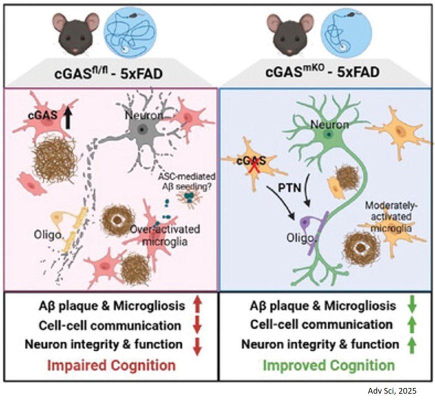 Microglial cGAS Deletion Alleviates Amyloid-β-Induced Pathogenesis of Alzheimer's Disease