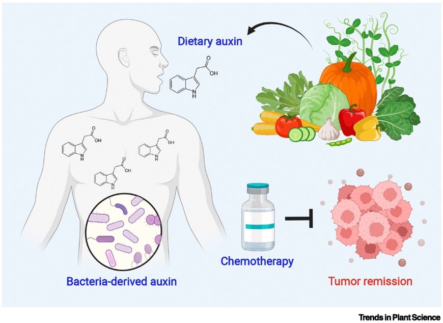 Dietary auxin may help patients to fight cancer