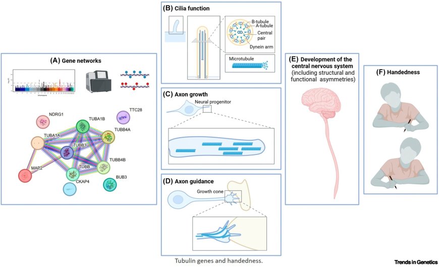 Role of microtubules in human handedness