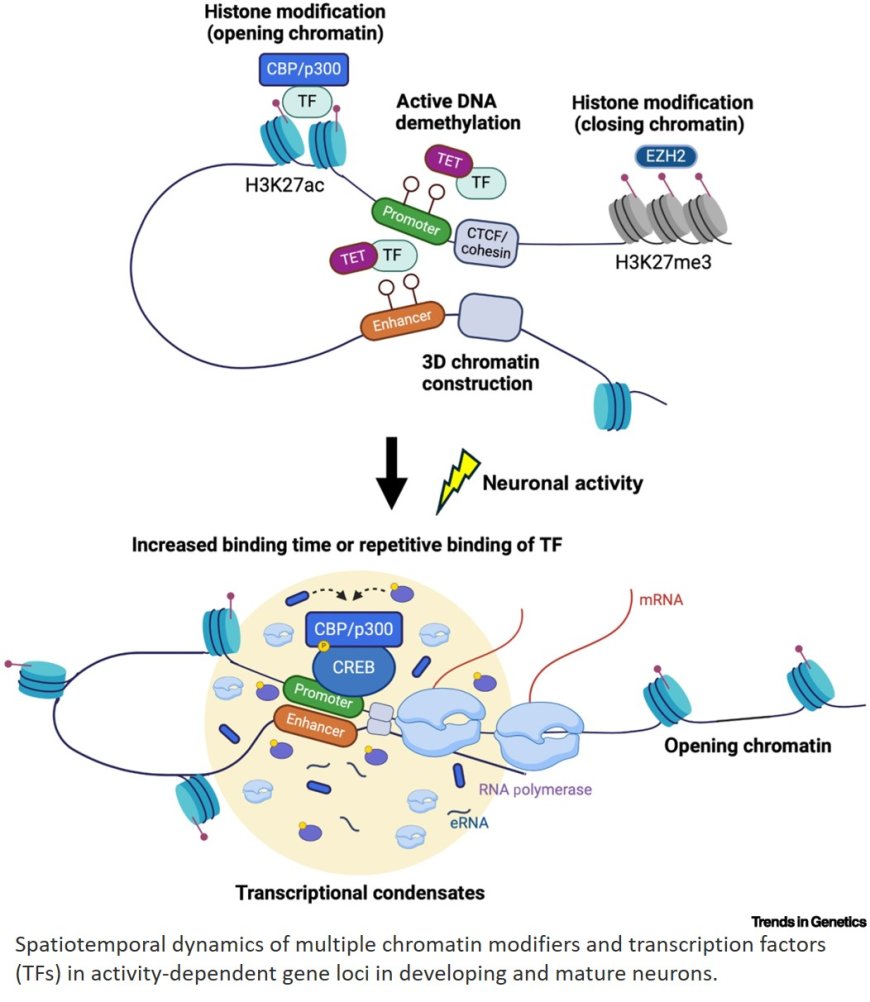 Neuronal activity-dependent gene regulation