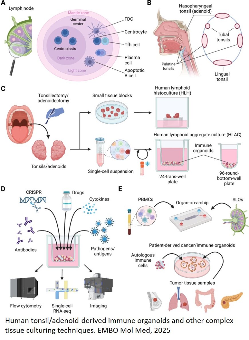 Boosting human immunology: harnessing the potential of immune organoids