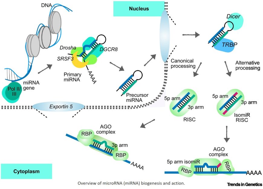 Revealing microRNA regulation in single cells