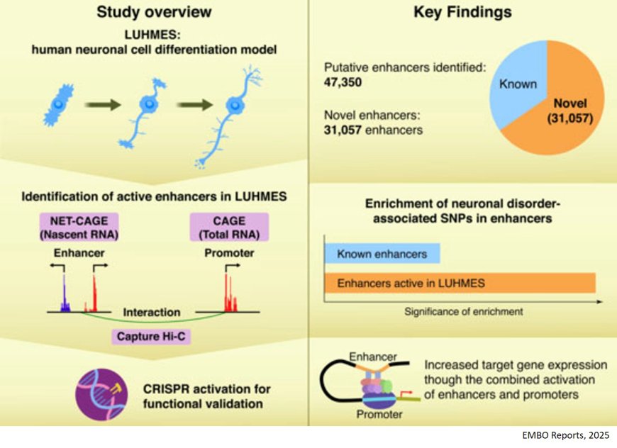 Transcriptional enhancers in human neuronal differentiation provide clues to neuronal disorders