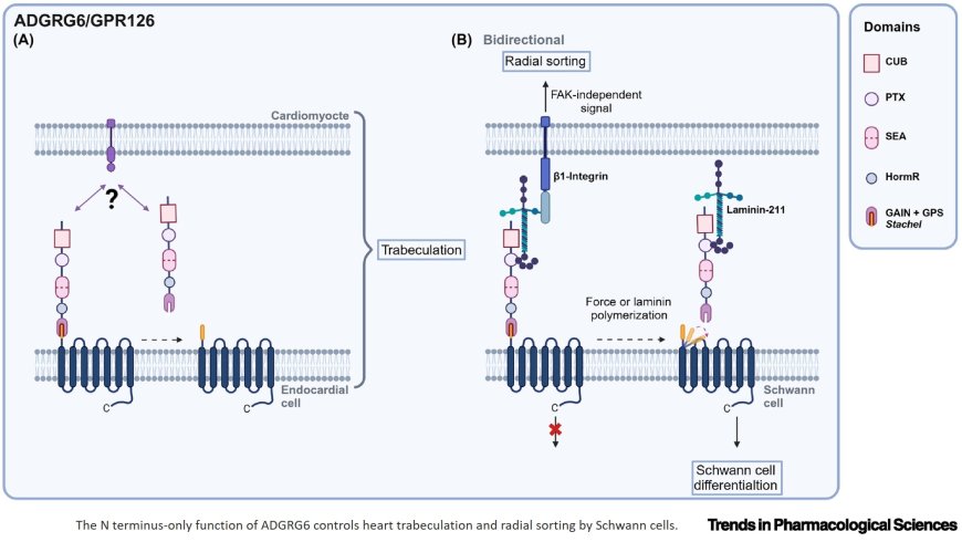 The N terminus-only function of adhesion GPCRs: emerging concepts