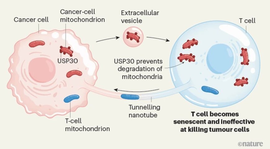 Immune evasion through mitochondrial transfer in the tumour microenvironment