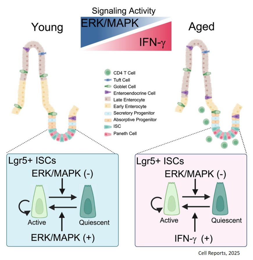 Lifelong maintenance of intestinal stem cells