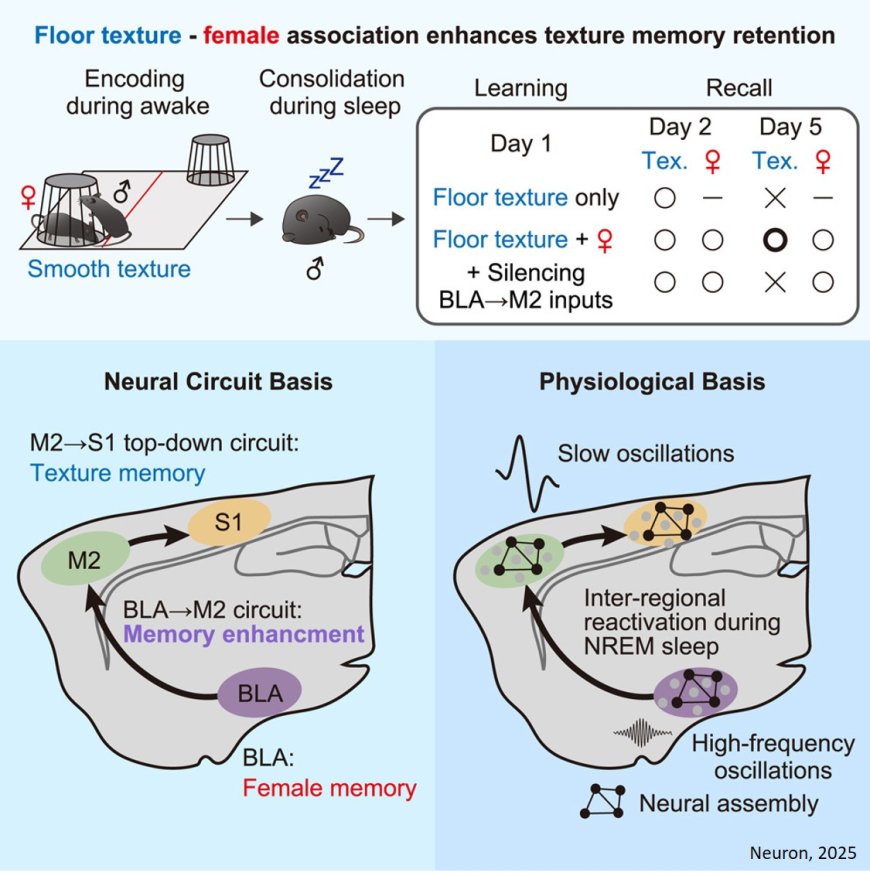 Amygdalo-cortical dialogue underlies memory enhancement by emotional association