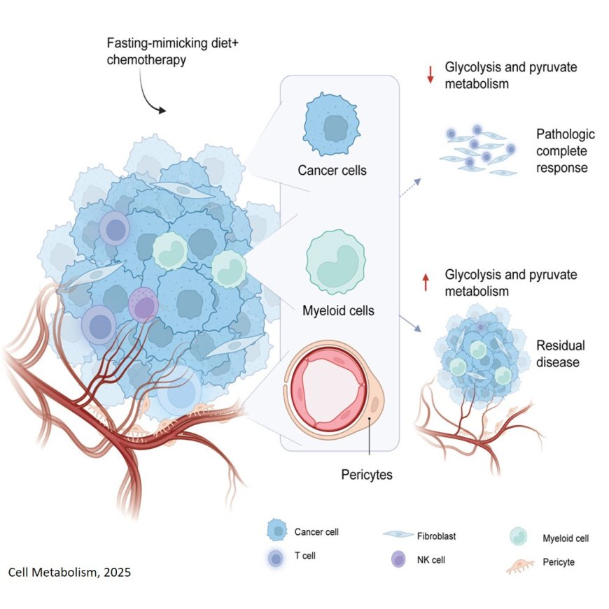 Early downmodulation of tumor glycolysis predicts response to fasting-mimicking diet in triple-negative breast cancer patients