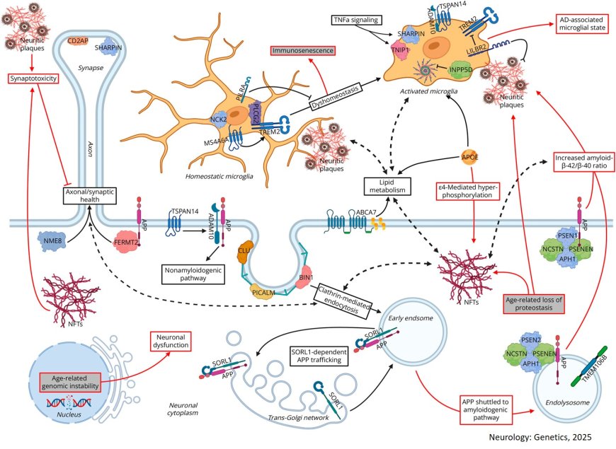 The Spectrum of Genetic Risk in Alzheimer Disease