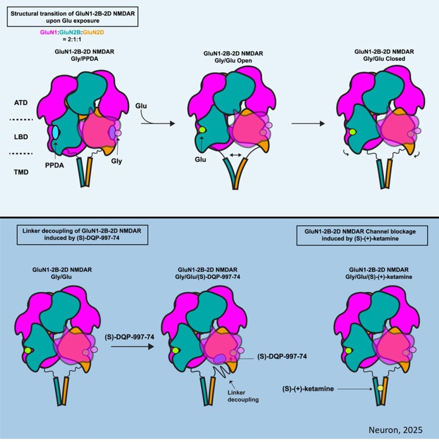 Structural basis of ketamine binding to its receptor