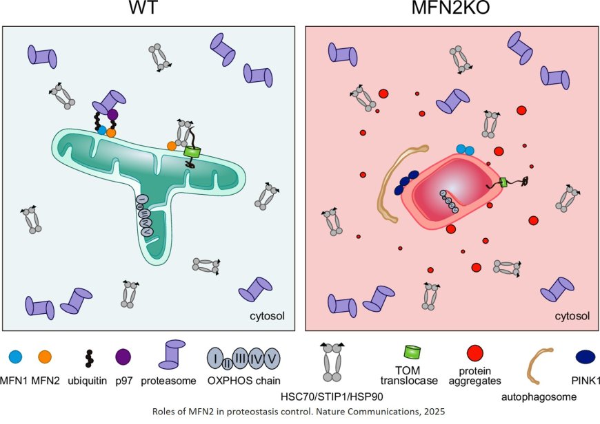 Mitofusin 2 displays fusion-independent roles in proteostasis surveillance