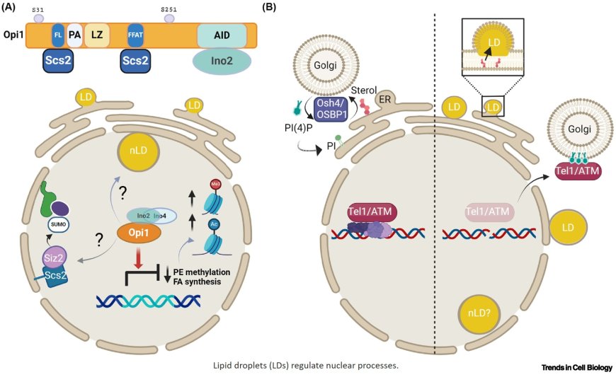 Lipids and chromatin: a tale of intriguing connections shaping genomic landscapes