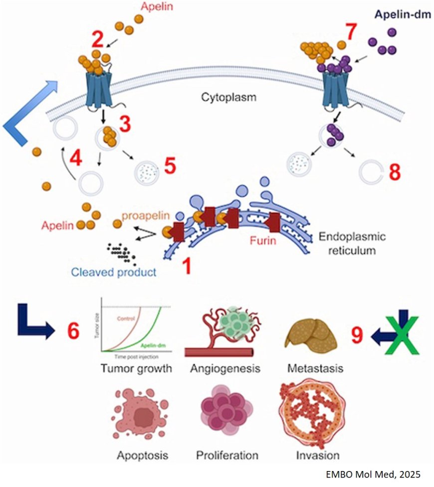 Repression of apelin Furin cleavage sites provides antimetastatic strategy in colorectal cancer