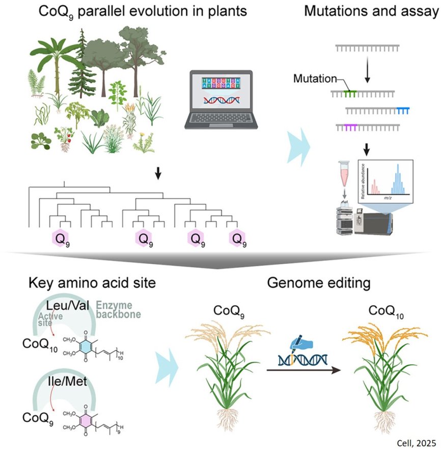 CoQ10-producing rice with gene editing