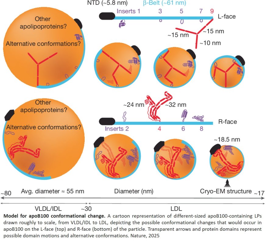 The structure of apolipoprotein B100 from human low-density lipoprotein