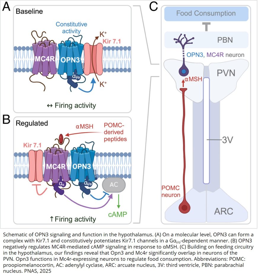 Hypothalamic opsin 3 suppresses MC4R signaling and potentiates Kir7.1 to promote food consumption