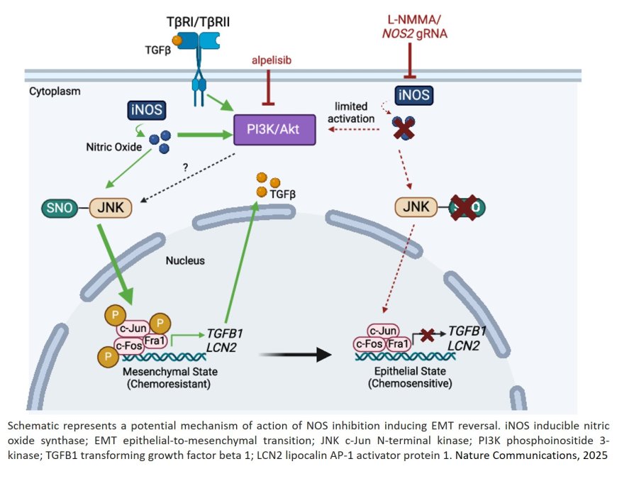 NOS inhibition sensitizes metaplastic breast cancer to PI3K inhibition and taxane therapy via c-JUN repression