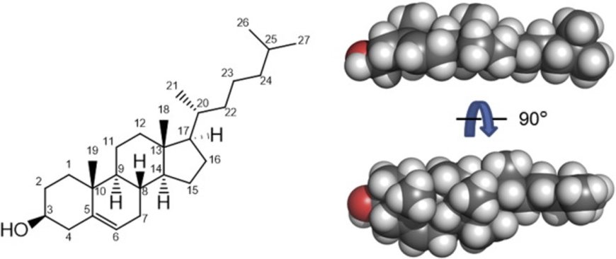 Cholesterol Metabolism