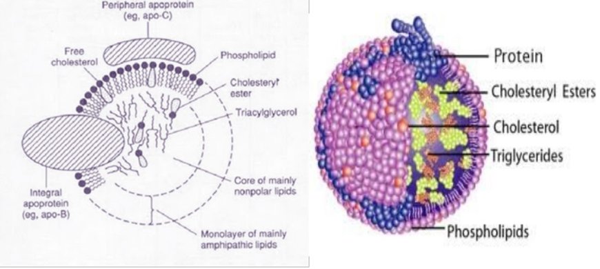 Lipoproteins- Structure, classification, metabolism and significance