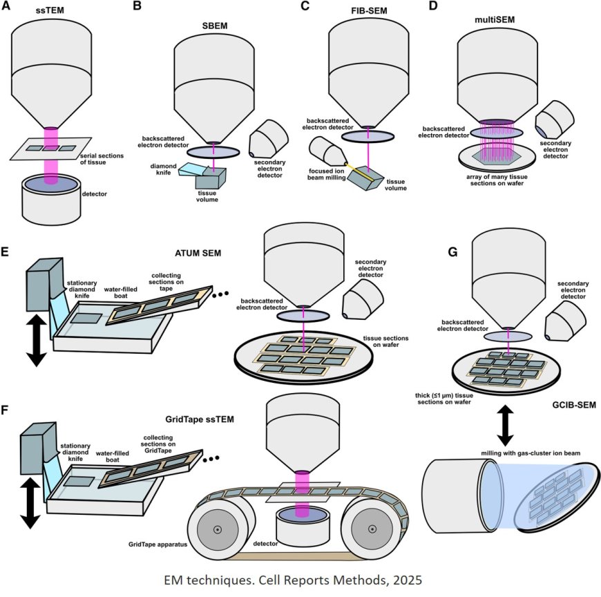 Comparative prospects of imaging methods for whole-brain mammalian connectomics