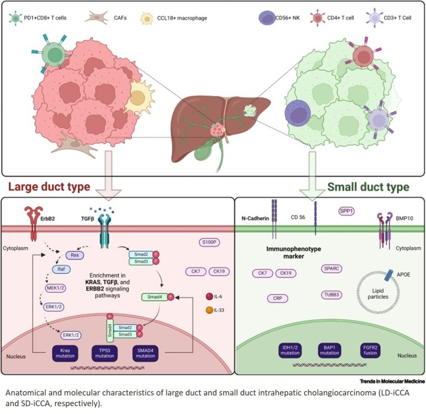 Molecular subtypes of intrahepatic cholangiocarcinoma