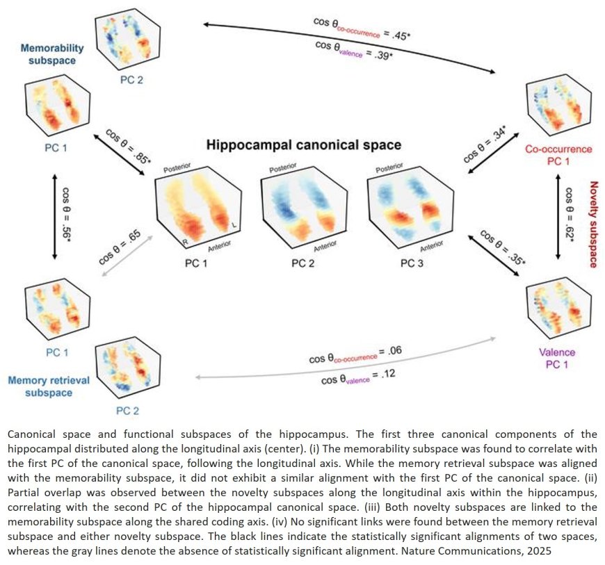 How does the hippocampus coordinate memory encoding and retrieval?