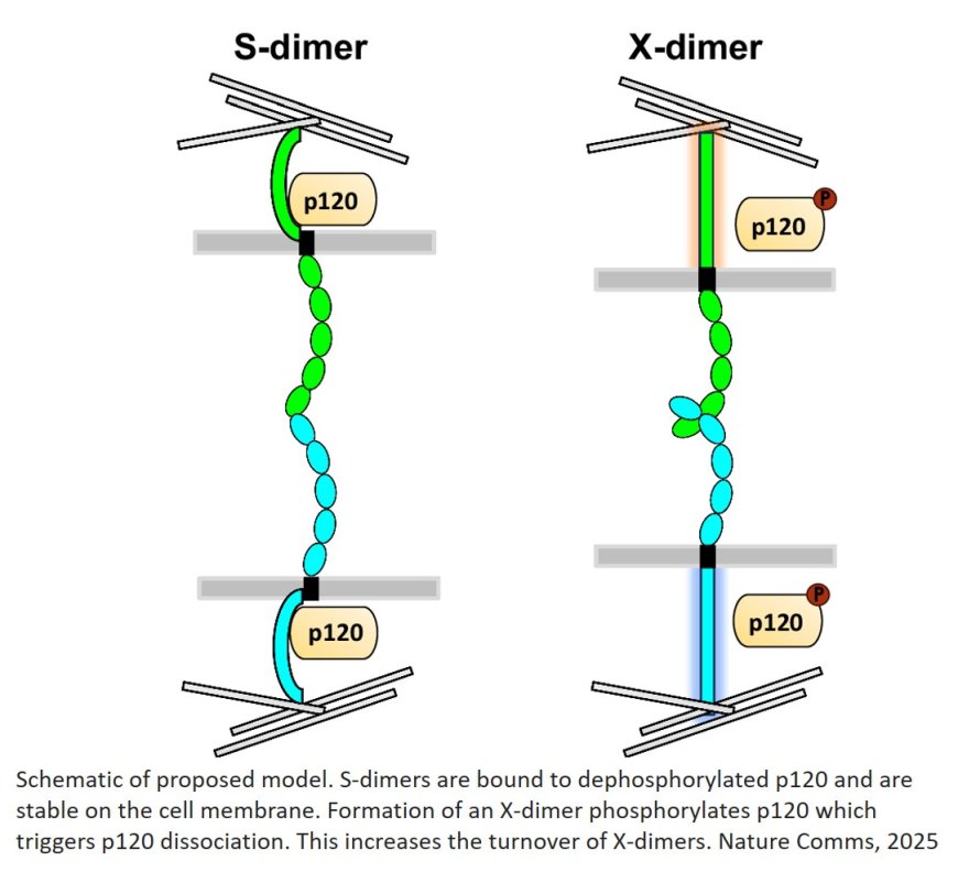 How cadherin delivers antibody with the drug inside cancer cell