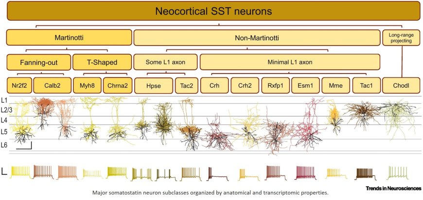 Neocortical somatostatin neuron diversity in cognition and learning