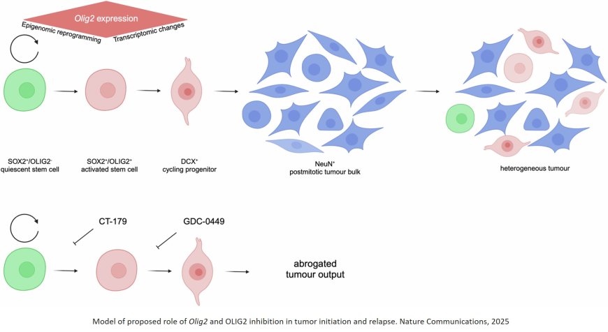 Targeting quiescence to proliferation transition to block medulloblastoma