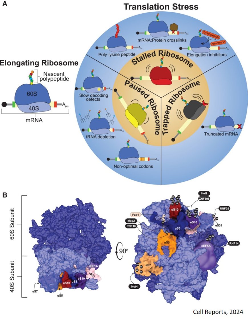 Ubiquitin-dependent translation control mechanisms: Degradation and beyond