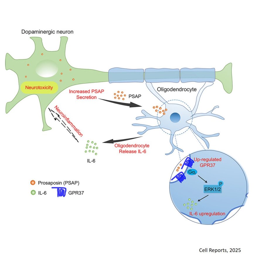 Oligodendrocytes drive neuroinflammation and neurodegeneration in Parkinson’s disease via the prosaposin-GPR37-IL-6 axis