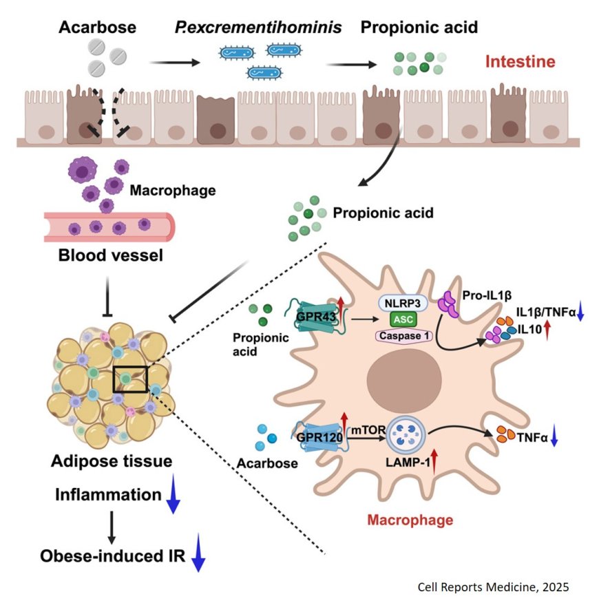 The direct and indirect inhibition of proinflammatory  adipose tissue macrophages by acarbose in diet- induced obesity