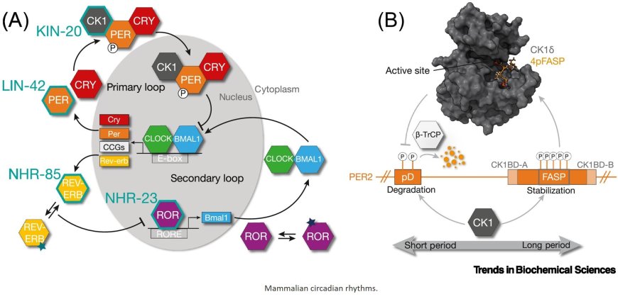 A wrinkle in timers: evolutionary rewiring of conserved biological timekeepers