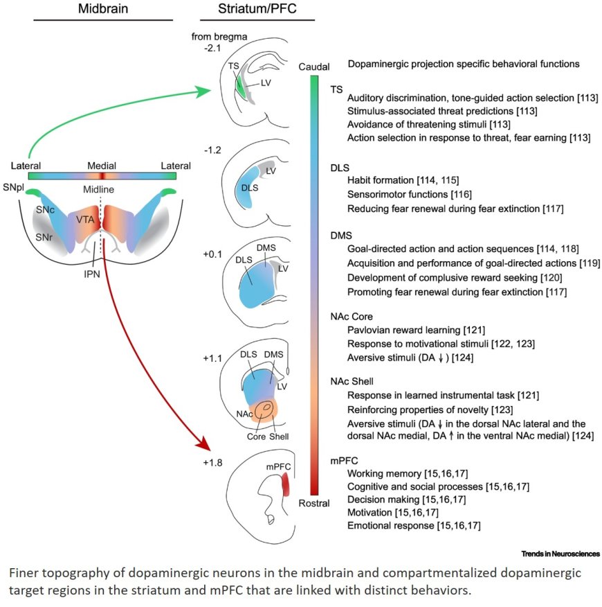 Establishing functionally segregated dopaminergic circuits