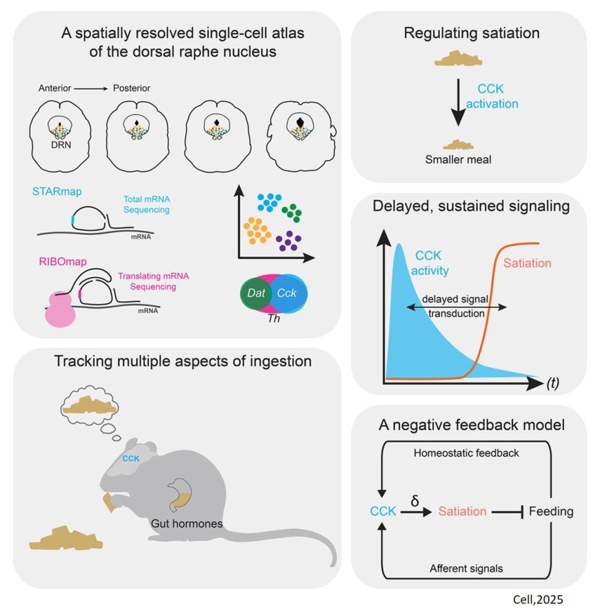 Linking a neurohumoral axis to satiation