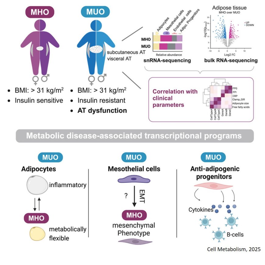 Unveiling adipose populations linked to metabolic health in obesity