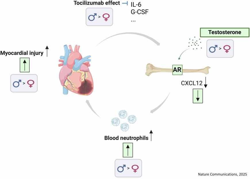 Testosterone exacerbates neutrophilia and cardiac injury in myocardial infarction via actions in bone marrow