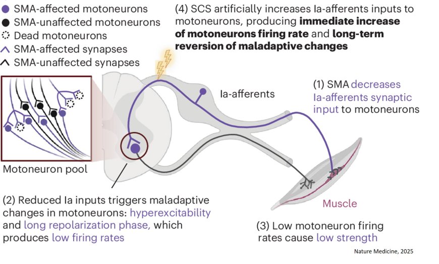 Spinal cord stimulation restores neural function