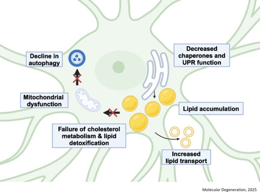 Mechanisms of astrocyte aging in reactivity and disease