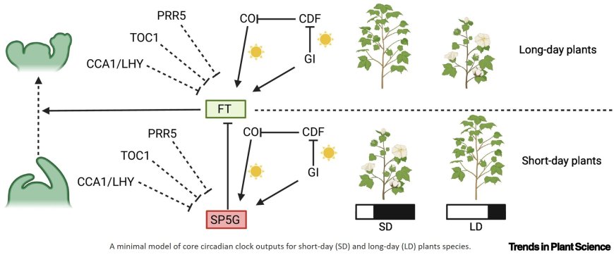 Photoperiod-driven clock function in plants