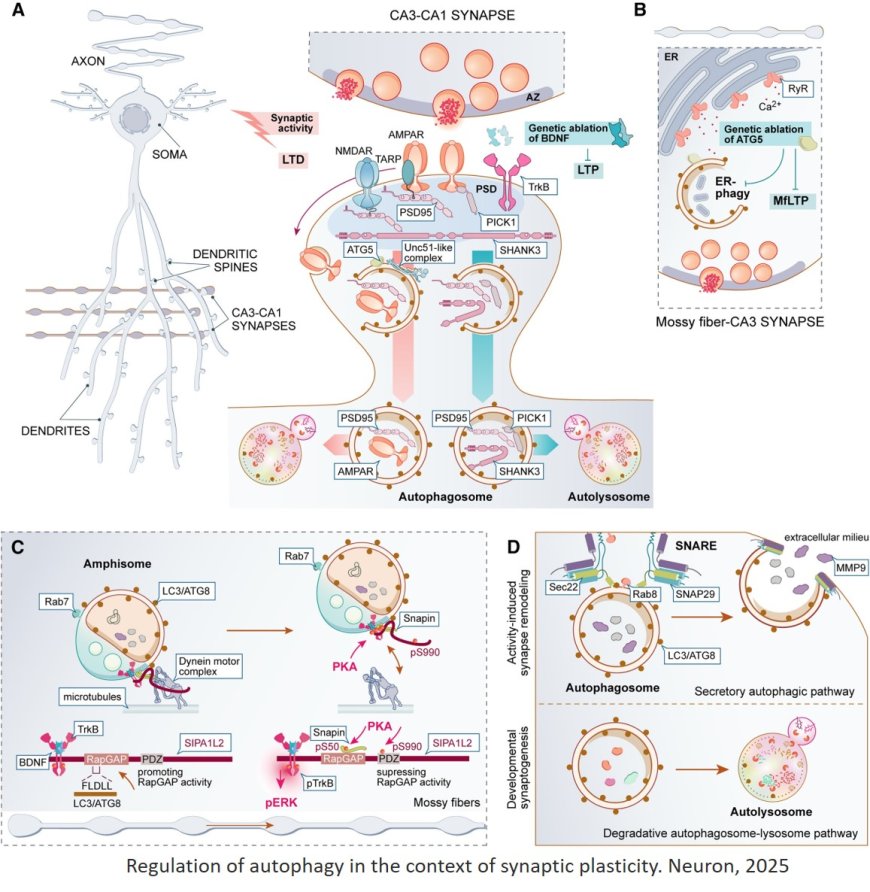 Neuronal autophagy in the control of synapse function