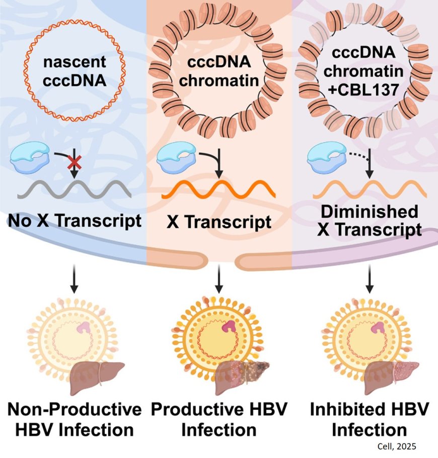 A nucleosome switch primes hepatitis B virus infection