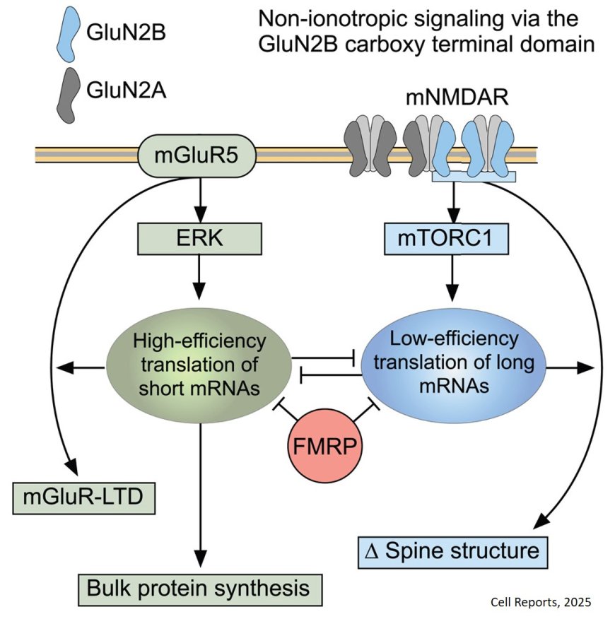 Reversing fragile X syndrome symptoms by modifying NMDA receptor signaling