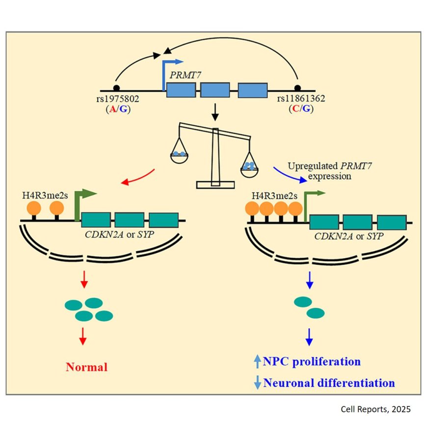 Protein arginine methyltransferase 7 linked to schizophrenia through regulation of neural progenitor cell proliferation and differentiation