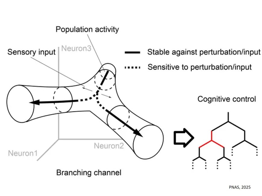 Dynamic tuning of neural stability for cognitive control