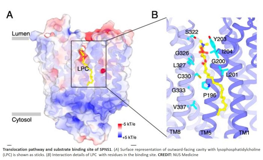 Transporting fat from the lysosome