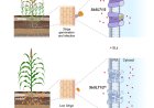 Key genes to fight against crop parasites identified!