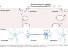 New lipid nanoparticle platform delivers mRNA to the brain through the blood-brain barrier