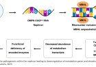 Disordered renal metabolism in myotonic dystrophy type 1