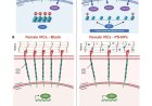 How a Y chromosome gene may shape the course of heart valve disease